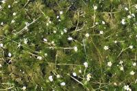 Ranunculus trichophyllus