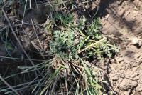 Oenanthe pimpinelloides