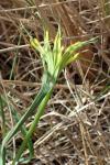 Tragopogon dubius