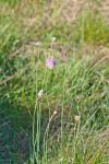 Armeria arenaria