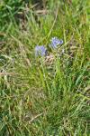 Tractema umbellata