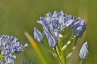 Tractema umbellata