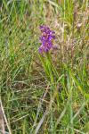 Anacamptis morio