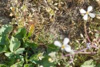 Raphanus raphanistrum