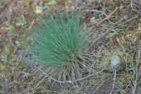 Corynephorus canescens