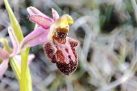 Ophrys exaltata x scolopax (×ripisaltisiana)