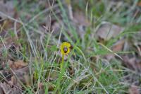 Ophrys lutea