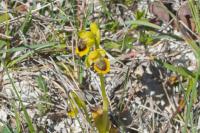 Ophrys lutea