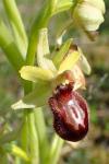 Ophrys aranifera