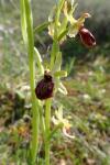 Ophrys aranifera