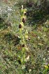 Ophrys aranifera