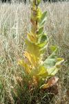 Verbascum densiflorum
