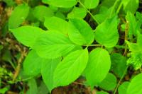 Sambucus nigra