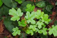 Acer campestre