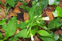 Symphytum tuberosum