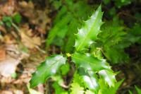 Ilex aquifolium