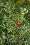 Ruscus aculeatus