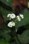 Sanicula europaea