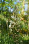 Asphodelus albus