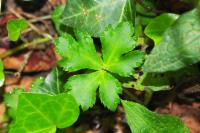 Sanicula europaea