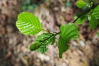 Alnus glutinosa