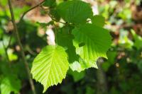 Corylus avellana