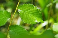 Ulmus minor