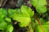 Viburnum opulus