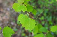 Populus tremula