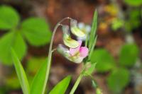 Lathyrus linifolius