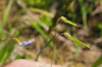 Lathyrus nissolia