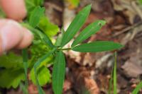 Lathyrus linifolius