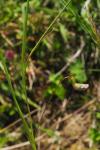 Lathyrus nissolia