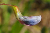 Lathyrus nissolia