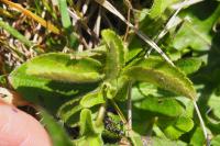 Veronica officinalis