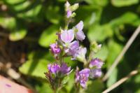 Veronica officinalis