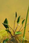 Alisma plantago-aquatica