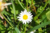 Bellis perennis