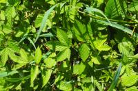 Filipendula ulmaria