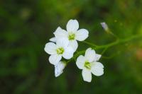 Cardamine pratensis