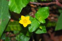 Lysimachia nemorum