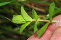 Hypericum tetrapterum