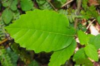 Castanea sativa