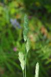 Dactylis glomerata
