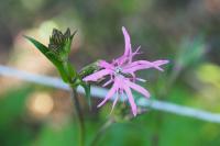 Lychnis flos-cuculi
