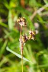 Luzula campestris
