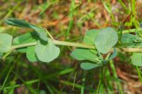 Lotus pedunculatus