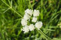 Oenanthe pimpinelloides