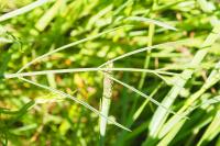 Oenanthe pimpinelloides