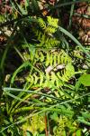 Osmunda regalis